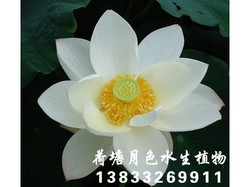 蓉娇
