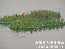 浮岛种苗