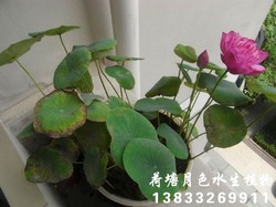 盆栽荷花