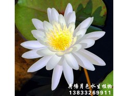 香睡莲