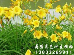 美人蕉