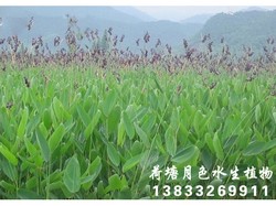 再立花