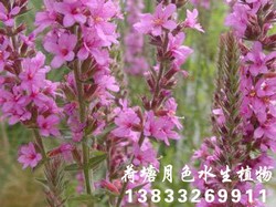 千屈菜