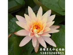 粉碗莲
