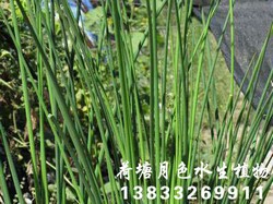 水葱