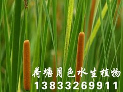 香蒲种苗