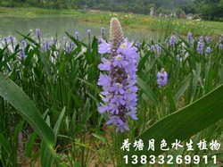 梭鱼草