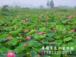 成功案例
