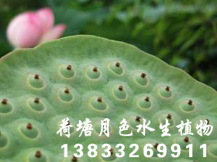 睡莲种苗荷花种苗芦苇种