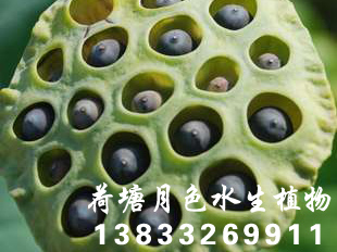 睡莲种苗