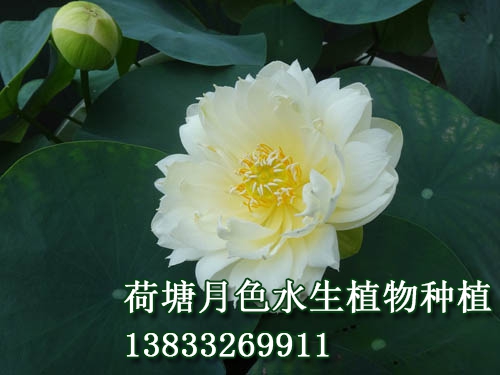 白牡丹
荷花种植|荷花苗|荷花种子|芦苇苗|睡莲苗|浮岛||荷花种藕_荷塘月色水生植物种植基地