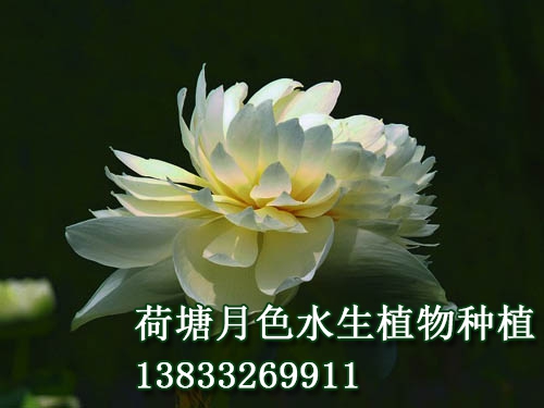 友谊牡丹莲
荷花种植|荷花苗|荷花种子|芦苇苗|睡莲苗|浮岛||荷花种藕_荷塘月色水生植物种植基地
