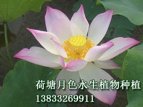 八一莲
荷花种植|荷花苗|荷花种子|芦苇苗|睡莲苗|浮岛||荷花种藕_荷塘月色水生植物种植基地