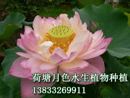 桃花扇
荷花种植|荷花苗|荷花种子|芦苇苗|睡莲苗|浮岛||荷花种藕_荷塘月色水生植物种植基地