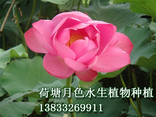 爱莲红
水生植物种植,荷花种植,荷花苗,荷花种子,芦苇苗,睡莲苗,荷花种藕，白洋淀荷花苗，野生荷花苗，古代莲