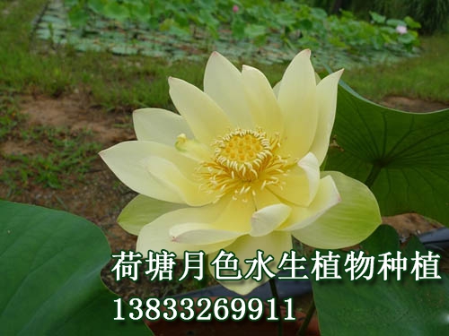 金凤展翅
水生植物种植,荷花种植,荷花苗,荷花种子,芦苇苗,睡莲苗,荷花种藕，白洋淀荷花苗，野生荷花苗，古代莲